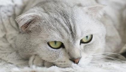慈利广州高端伴游模特招聘网,广州招聘伴游吗 公司内部直招绝对可以放心带着那颗想要赚钱的心选择了我这是一件正确的事